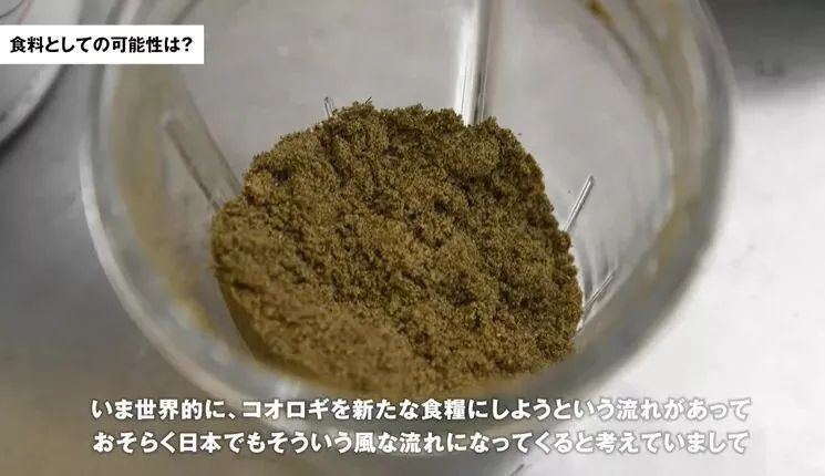 为了拯救地球，日本人开始吃蟋蟀了