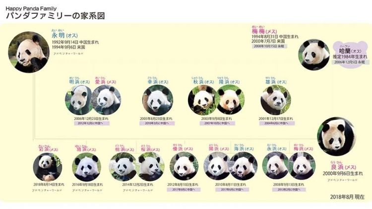 大熊猫资料大全表格图片
