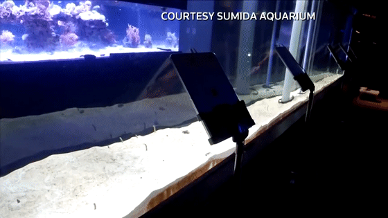 日本水族馆四处找人和鳗鱼打电话：见不到游客，它们自闭了