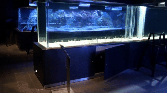 日本水族馆四处找人和鳗鱼打电话：见不到游客，它们自闭了