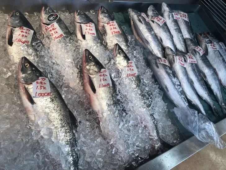 日本的三文鱼和中国的有什么区别？