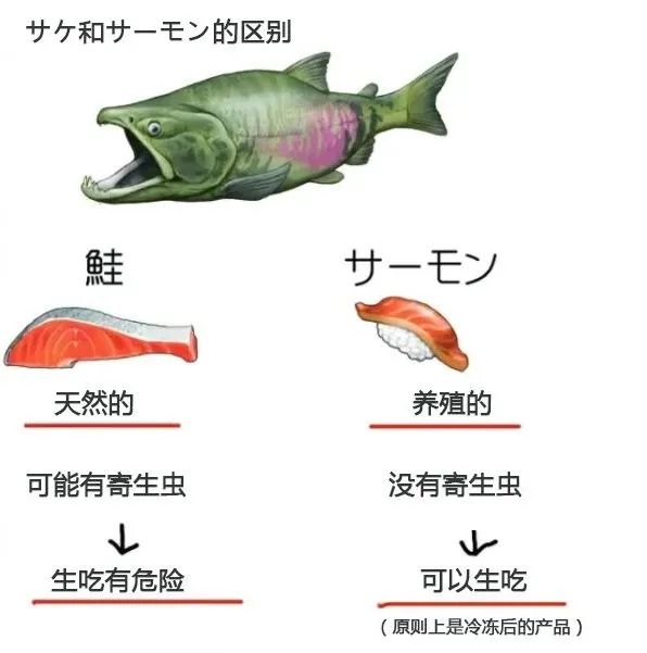 日本的三文鱼和中国的有什么区别？