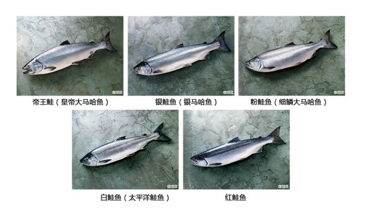 日本的三文鱼和中国的有什么区别？