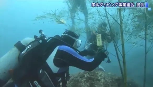 中日节气风物志︱日本七夕节,织女姐姐在忙啥? 中日节气风物志︱日本七夕节,织女姐姐在忙啥?