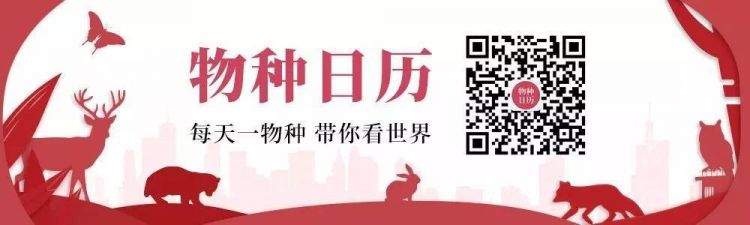 为什么日本人如此沉迷于捕虫？