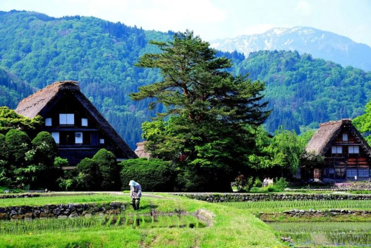 日本网友：别再幻想来日本乡下生活了