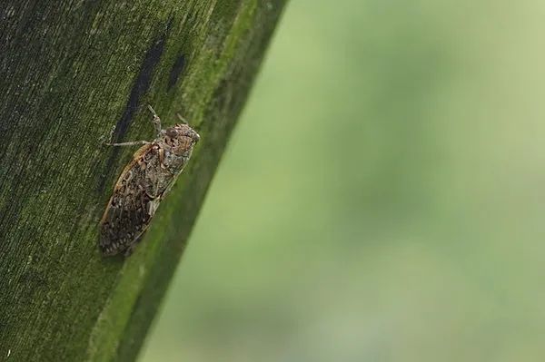 日本网友：别再幻想来日本乡下生活了