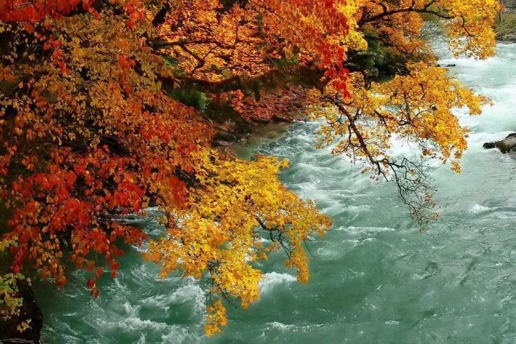 中日节气风物志丨被红叶打动的N个瞬间