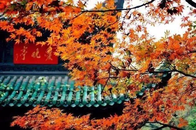 中日节气风物志丨被红叶打动的N个瞬间