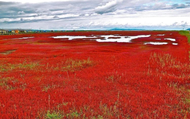 中日节气风物志丨被红叶打动的N个瞬间
