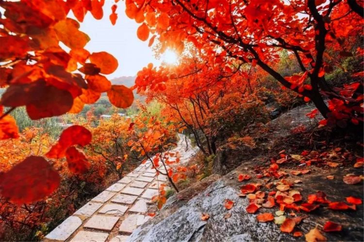 中日节气风物志丨被红叶打动的N个瞬间