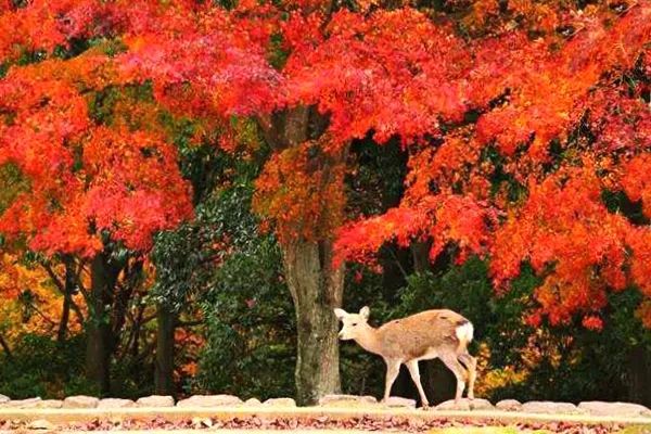 中日节气风物志丨被红叶打动的N个瞬间