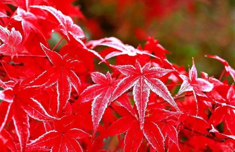 中日节气风物志丨被红叶打动的N个瞬间