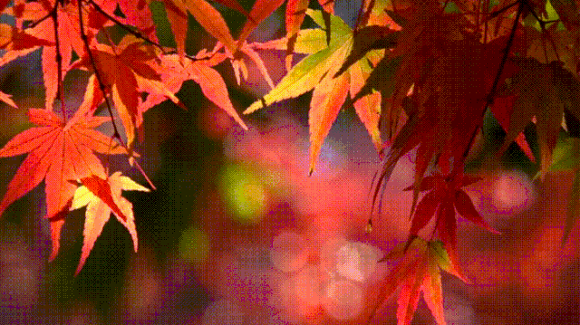 中日节气风物志丨被红叶打动的N个瞬间