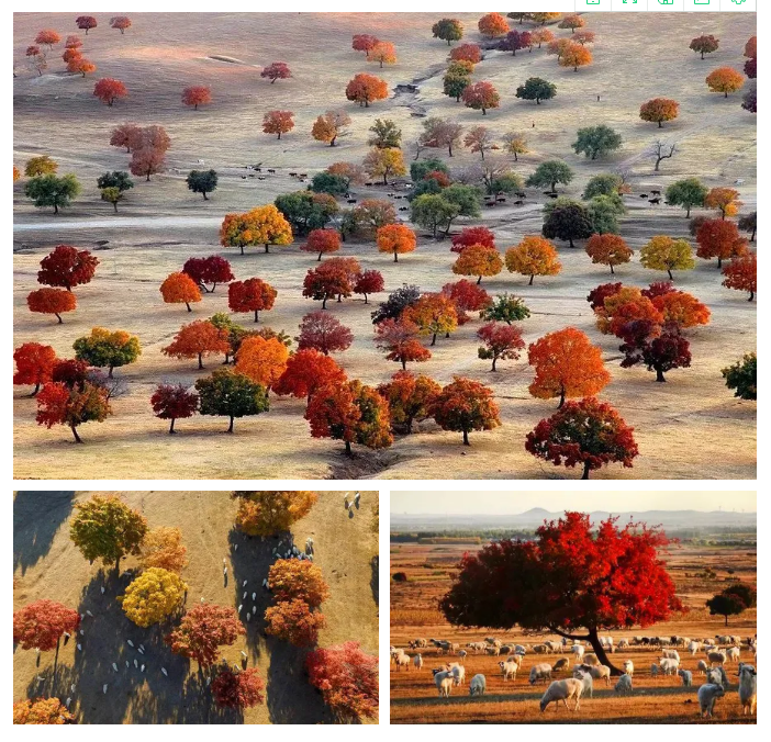 中日节气风物志丨被红叶打动的N个瞬间