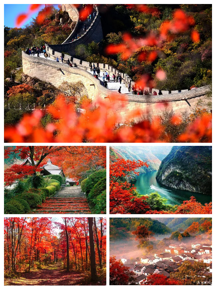 中日节气风物志丨被红叶打动的N个瞬间