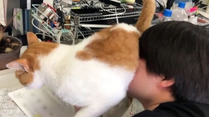 日本网红职场猫的艰难生存