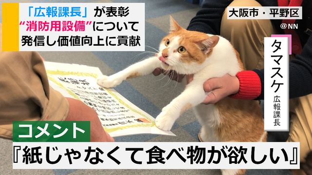 日本网红职场猫的艰难生存