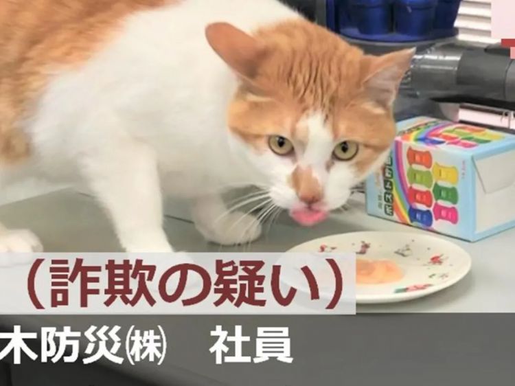 日本网红职场猫的艰难生存