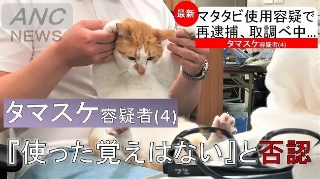 日本网红职场猫的艰难生存