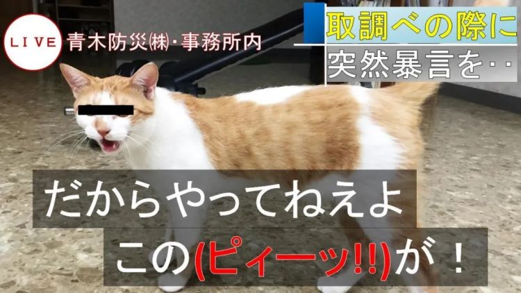 日本网红职场猫的艰难生存