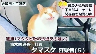 日本网红职场猫的艰难生存