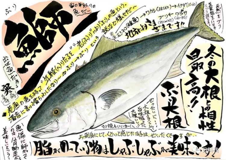 日本人为啥不让媳妇吃秋梭子鱼？