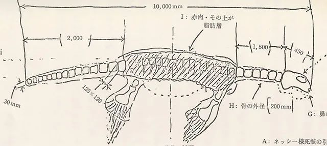 水怪、雪男...隐藏在哆啦A梦中的神秘生物学