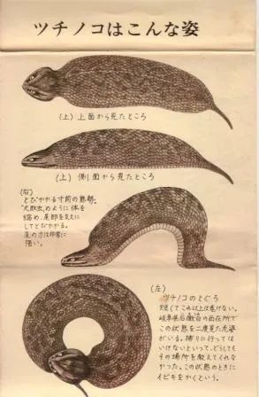 水怪、雪男...隐藏在哆啦A梦中的神秘生物学