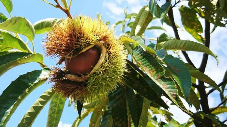日本人的秋天限定美食,怎样最好吃? 日本人的秋天限定美食,怎样最好吃?