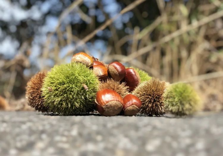 日本人的秋天限定美食,怎样最好吃? 日本人的秋天限定美食,怎样最好吃?