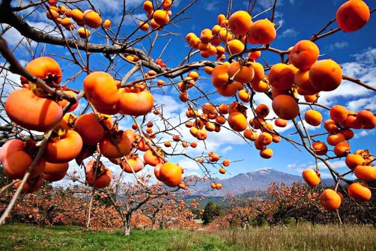 中日节气风物志丨你尝尝秋天的柿子，多甜