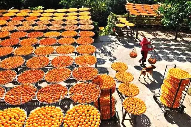 中日节气风物志丨你尝尝秋天的柿子，多甜