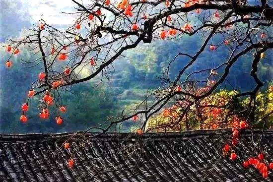 中日节气风物志丨你尝尝秋天的柿子，多甜