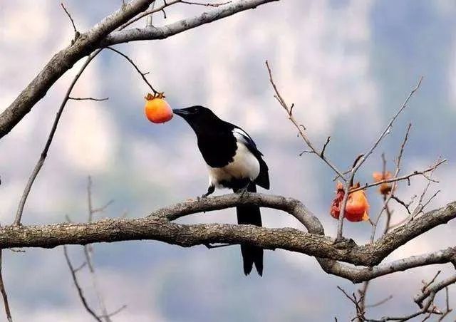 中日节气风物志丨你尝尝秋天的柿子，多甜