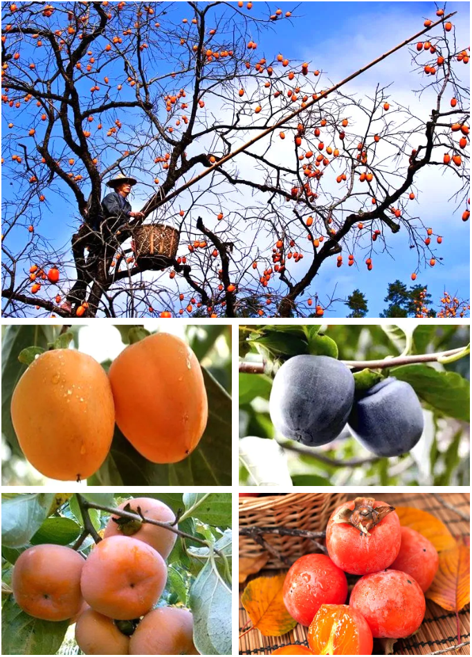 中日节气风物志丨你尝尝秋天的柿子，多甜