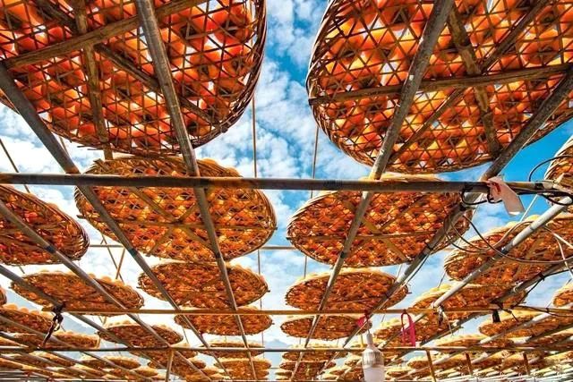 中日节气风物志丨你尝尝秋天的柿子，多甜