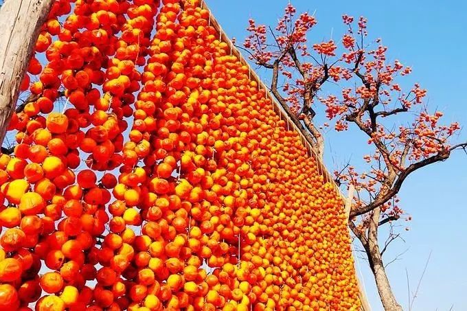 中日节气风物志丨你尝尝秋天的柿子，多甜