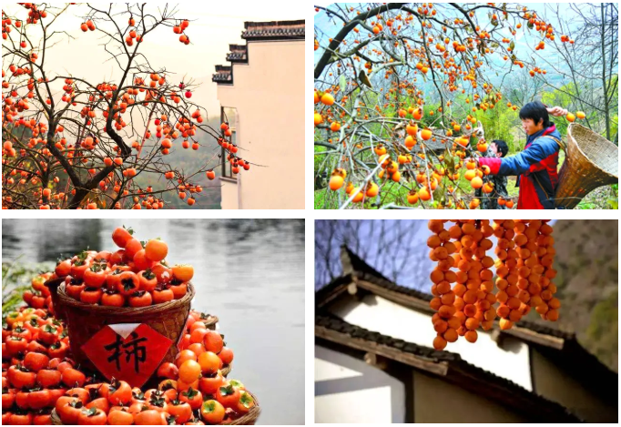 中日节气风物志丨你尝尝秋天的柿子，多甜