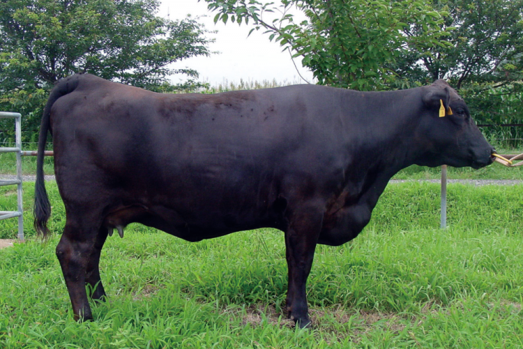 日本和牛解禁，你吃过的是真和牛吗？