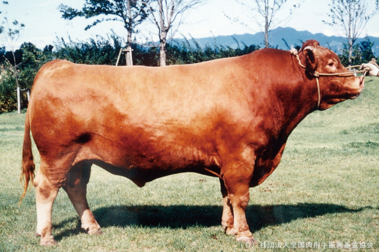 日本和牛解禁，你吃过的是真和牛吗？