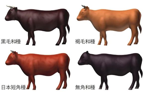 日本和牛解禁，你吃过的是真和牛吗？