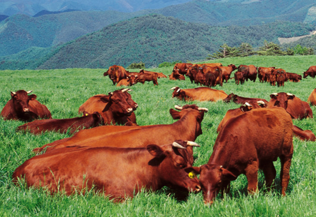 日本和牛解禁，你吃过的是真和牛吗？