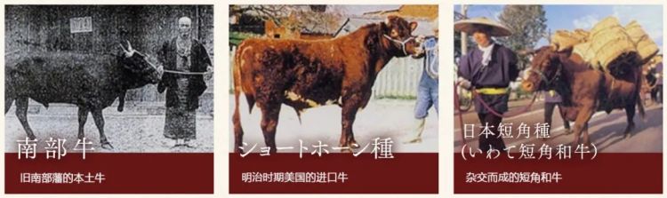 日本和牛解禁，你吃过的是真和牛吗？