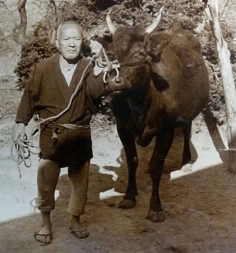 日本和牛解禁，你吃过的是真和牛吗？