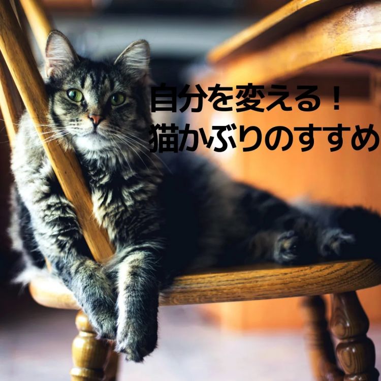 日语词汇大发现丨猫可愛がり（溺爱）