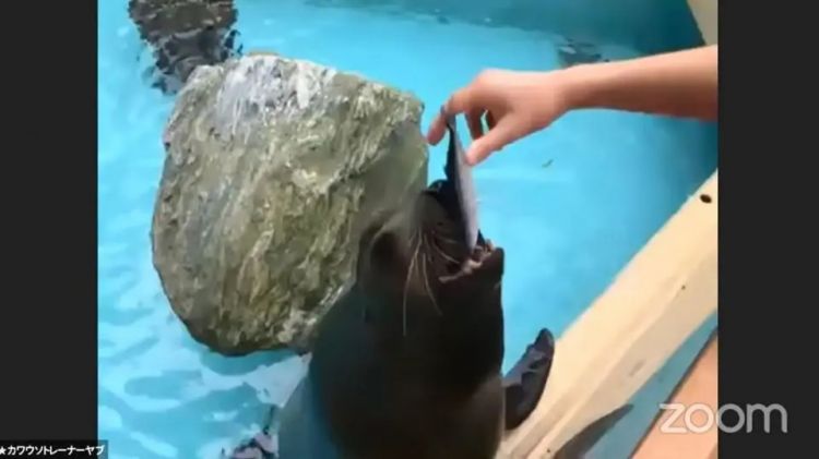 日本水族馆晒帅哥饲养员吸引游客，网友：我可以！