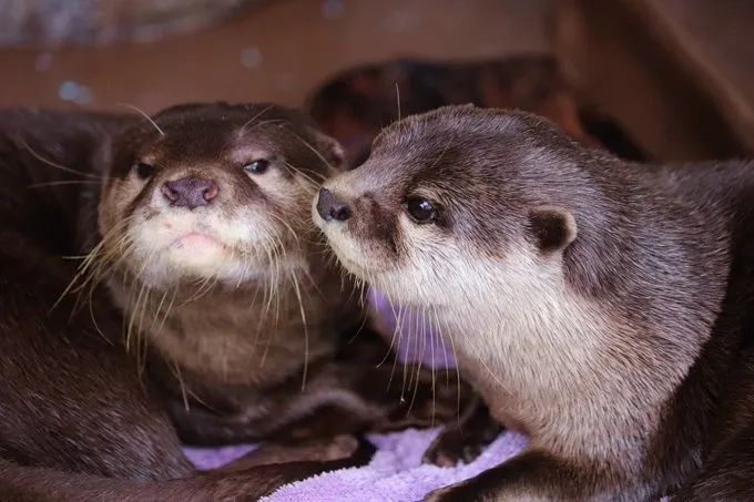 日本水族馆晒帅哥饲养员吸引游客，网友：我可以！