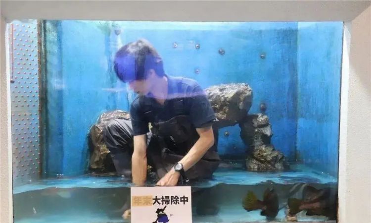 日本水族馆晒帅哥饲养员吸引游客，网友：我可以！