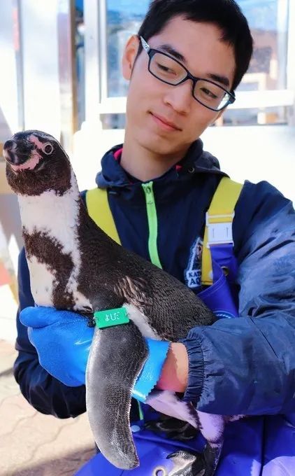 日本水族馆晒帅哥饲养员吸引游客，网友：我可以！